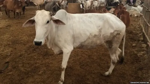 सुरभी गौसेवा निकेतन गोशाळा