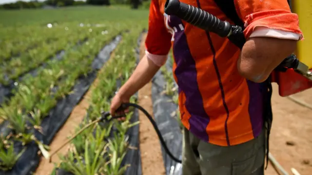 Trabajador agrícola