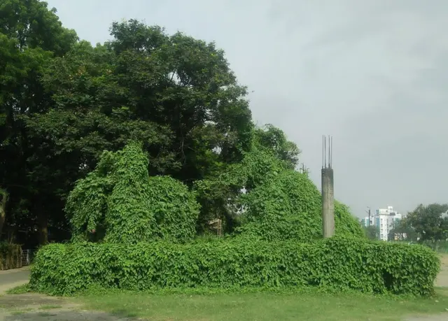 विवादित स्मारक स्थल पर घास उग आई है