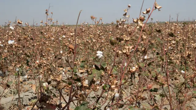 2011 йилдан 2021 йилгача 331 халқаро бренд мажбурий меҳнат туфайли ўзбек пахтасига бойкот эълон қилганди.