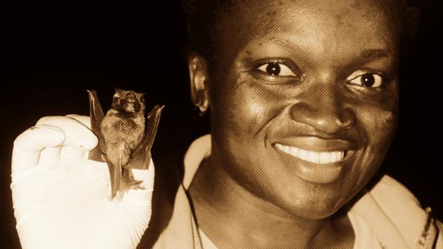 Bat conservationist Iroro Tanshi smiling while holding a bat