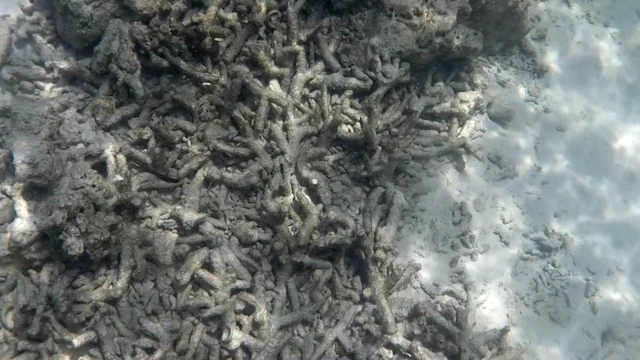 ปะการังในอ่าวมาหยา ยังอยู่ในสภาพน่าเป็นห่วง