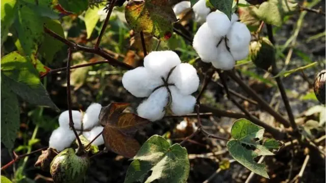 பாகிஸ்தானின் வர்த்தக தடையால் இந்தியாவுக்கு அச்சுறுத்தலா?