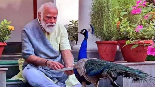 مودی اور مور