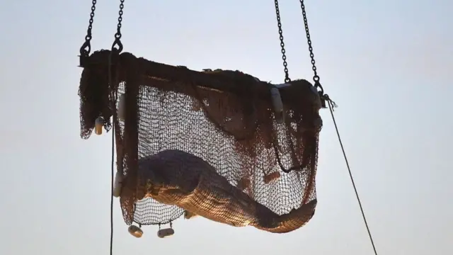 La ballena fue sacada del agua con una grúa