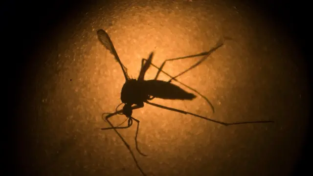 Mosquito Aedes aegypti