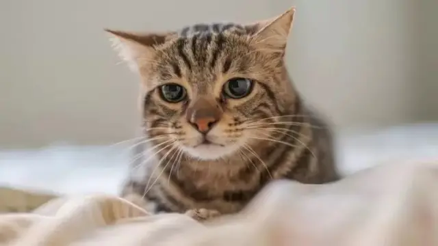 276 expressions faciales différentes ont été enregistrées sur les chats filmés