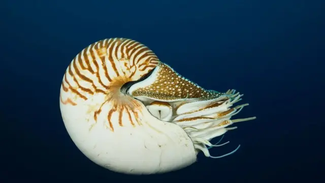 "نوتي" أو "نوتيلوس"