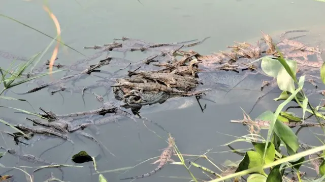 चितवनमा करिब २ सय ३० वटा घडियाल गोही रहेका छन्