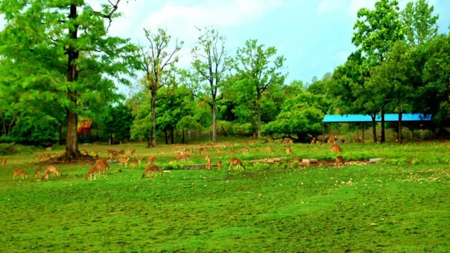 తెలంగాణలోని అడవులు