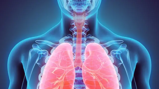 Representação artística dos órgãos internos do corpo humano