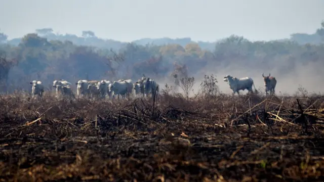 Gadonatan betnacionalmeio ao fogo do Pantanal