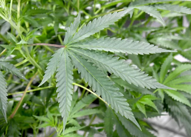 Hoja de marihuana