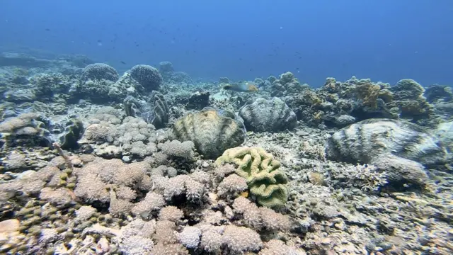 Džinovske školjke blizu Labengki ostrava