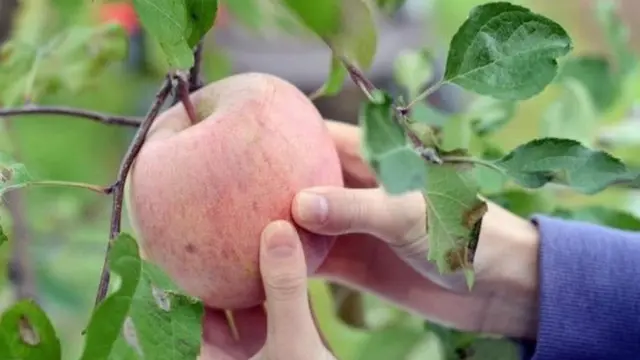 हिमाचलको स्याउ