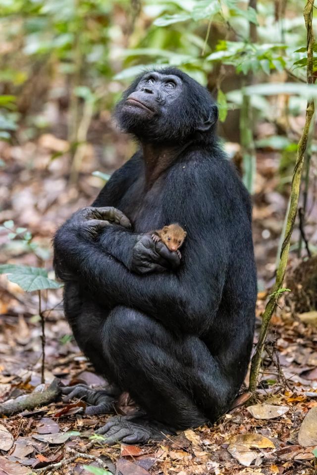 Bonobo com mangusto no colo
