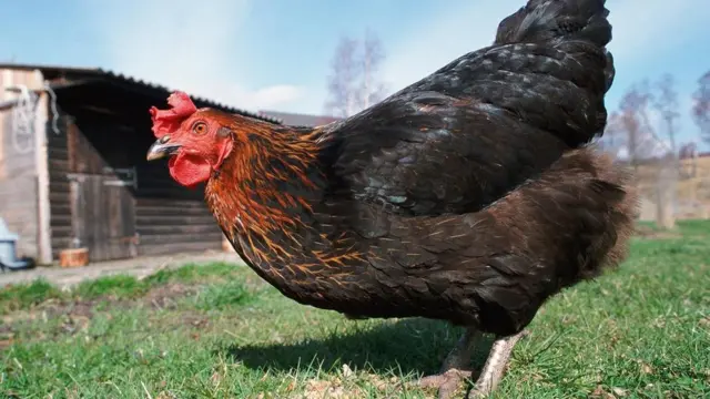 鸡拥有一流的脑子。 (图片来源: Pete Cairns/naturepl.com)