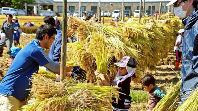 Вирощування рису