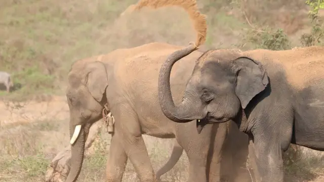 awọn erin meji n sere