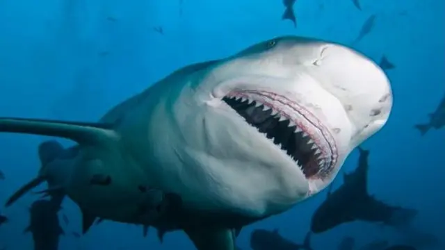 လေ့ကျင့်ရတဲ့ ရေပြင်မှာ ဒီလိုငါးမန်းတွေရှိ