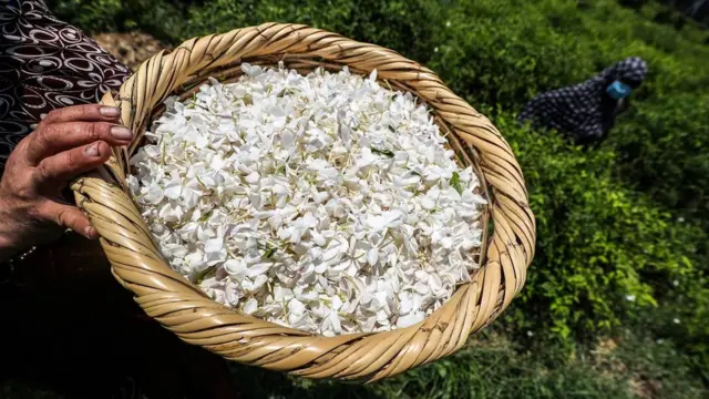 تنتج أزهار الياسمين رائحة أزهار أنثوية كلاسيكية توجد في العديد من العطور