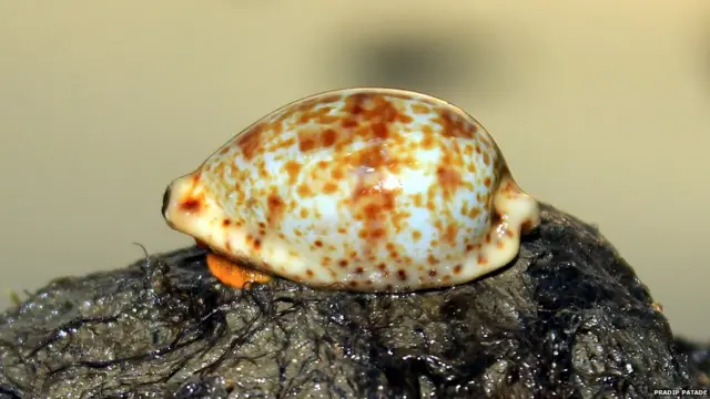 समुद्री गोगलगायीचा प्रकार