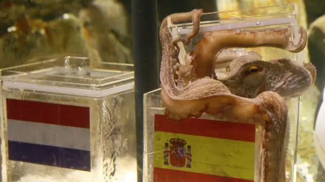 أصبح الأخطبوط بول "مُتنبئا" خلال كأس العالم 2010