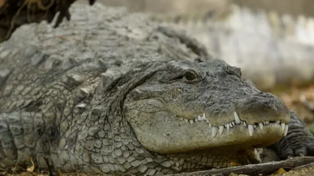 முதலைகள்