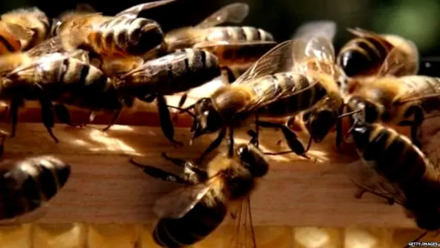 किटकांच्या अनेक प्रजाती होतायेत नष्ट, पण माशा आणि झुरळ्यांच्या संख्येत वाढ