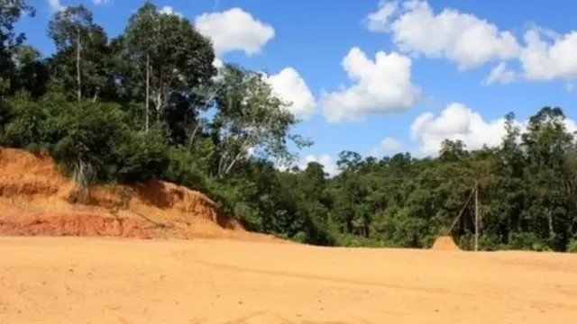 Indonesia's forest area has shrunk