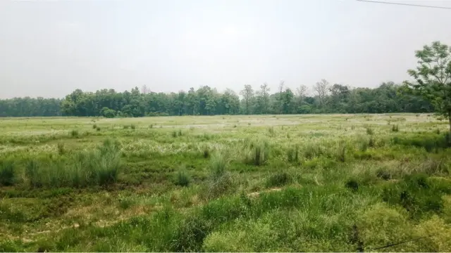 जग्गाको वर्गीकरण