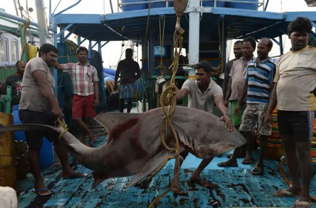 ชาวประมงอินเดียกำลังจะขายฉลามที่เขาจับได้เมื่อออกทะเลที่ท่าเมืองเชนไน เมื่อเดือนมค. 2018
