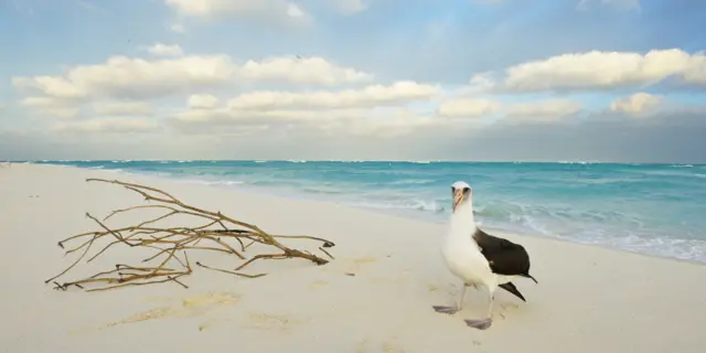 Un albatros en el atolón de Midway