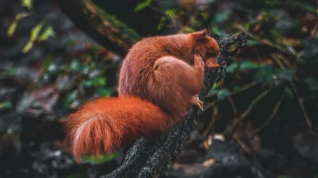 Рыжая белка в лесу