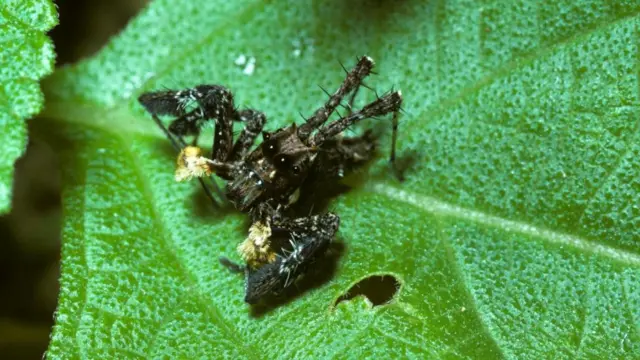 Premaphotos/naturepl.com