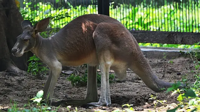 A red kangaroo