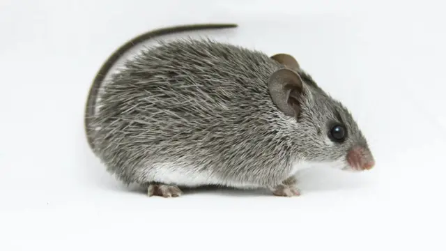 Certaines espèces de souris épineuses d'Afrique perdent leur peau pour s'échapper, mais elles peuvent aussi soigner d'autres blessures aux organes et à la moelle épinière