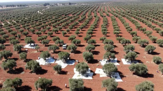 Un champ d'oliviers dans la région d'Afrin, au nord de la Syrie.