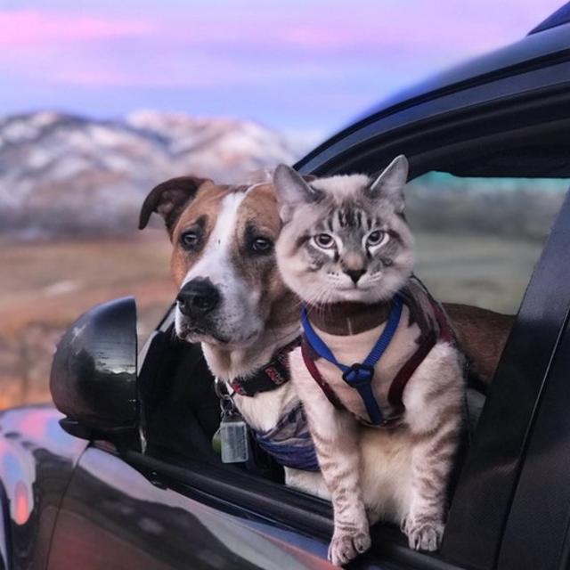 O cachorro e o gato olhando para fora da janela do carro, com montanhas ao fundo.