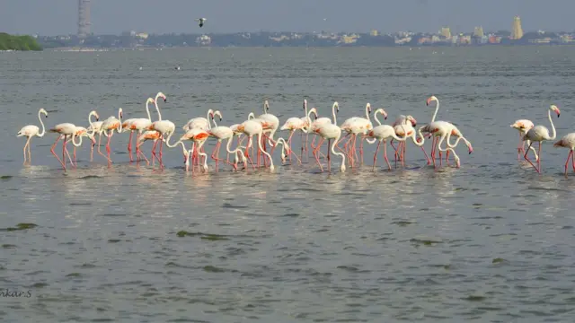 பிளமிங்கோ.