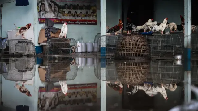 น้ำท่วมไก่