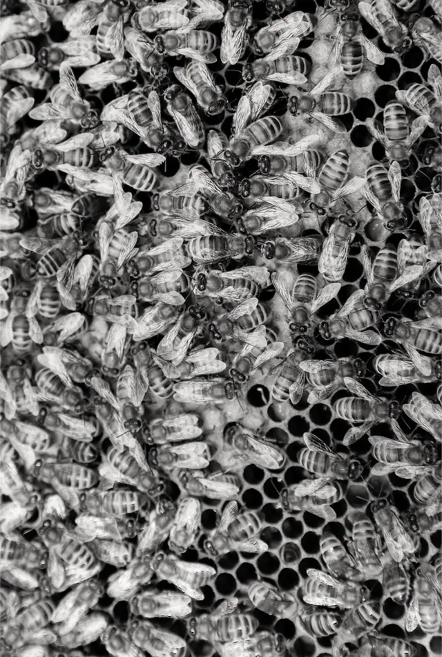 چھتے پر موجود شہد کی مکھیوں کا نزدیک سے لی گئی تصویر