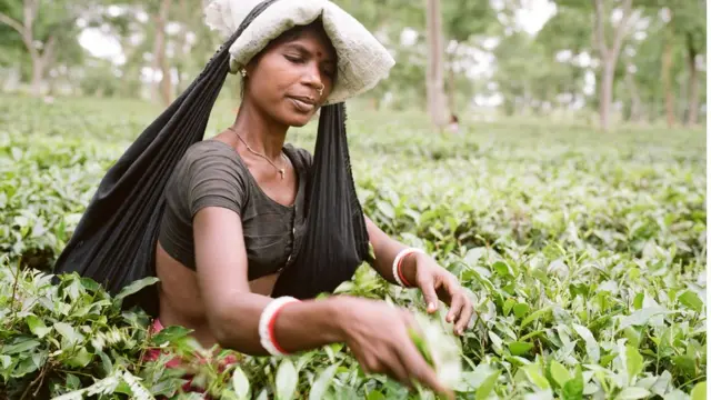 শ্রীমঙ্গলের চা শ্রমিক
