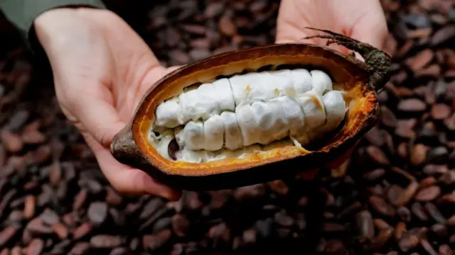 Плоди какао вразливі до інфекцій та паразитів