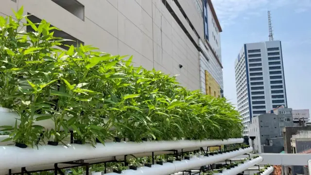 MB Farm, hidroponik, Masjid Baitussalam, Tamansari, Jakarta Barat