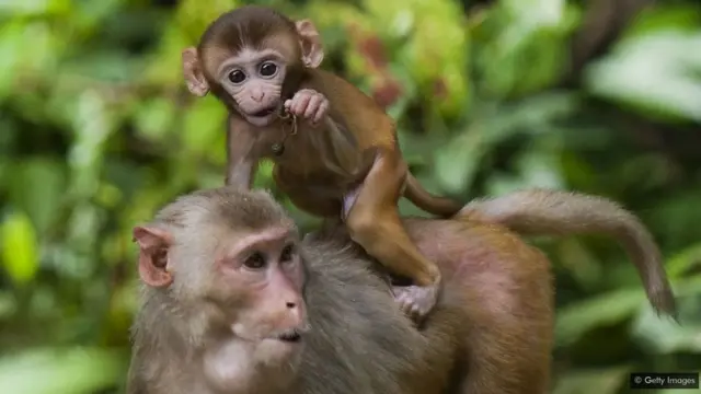 Les singes rhésus soumis à un régime alimentaire plus strict et moins calorique ont vécu plus longtemps