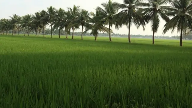 పచ్చని పొలాలు