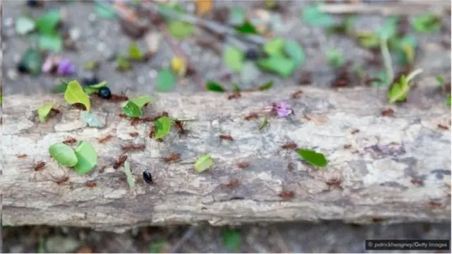 मुंग्या