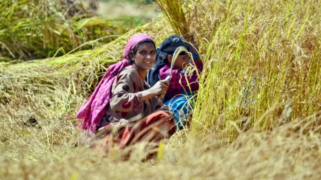 دھان کی فصل