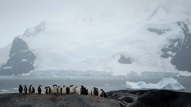 Antarktika'da penguenler